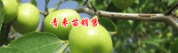2019年5月6日广西玉林市容县青枣苗多少钱一棵