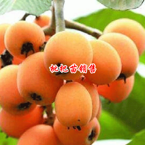 2019年5月6日四川成都市金堂县枇杷苗多少钱一棵