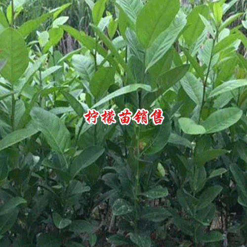 柠檬种子的种植方法是什么？2019年每斤多少钱？