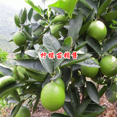 种柠檬的方法是什么？