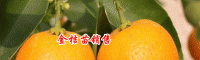 每棵树金橘幼苗的价格是多少？