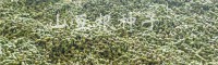 山豆根种植基地_苦参种植基地