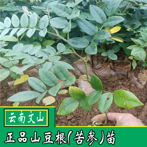 山豆根苗多少钱一株?
