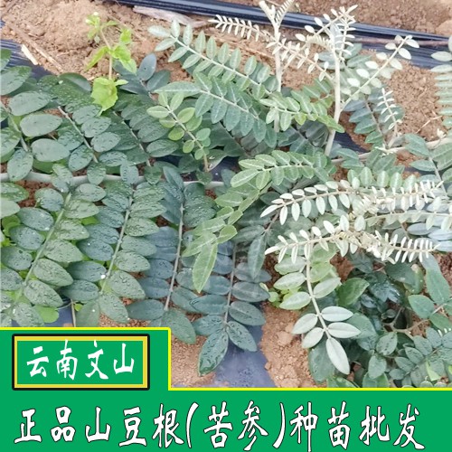 山豆根种子价格如何?山豆根种子多少钱一斤?