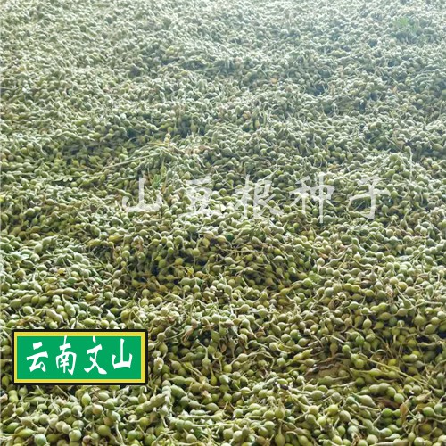 购买山豆根种子6个要点, 选购种子的方法技巧_山豆根种植网