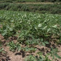 求购中药材:独活 20吨 板南根100吨 地苦胆2000公斤 竹节参1000公斤
