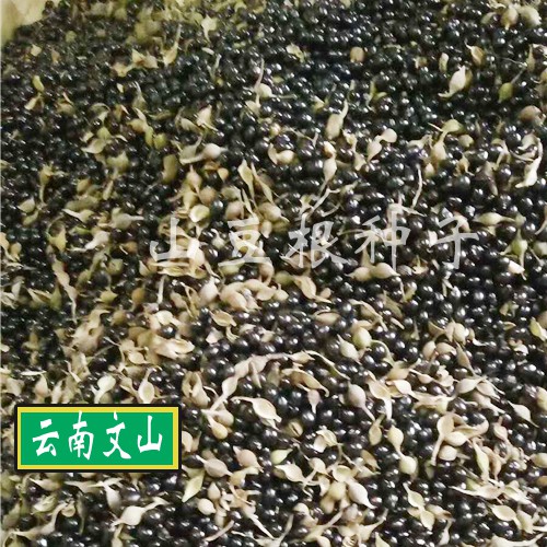 山豆根苗 河北保定市安国市 13.67元/斤