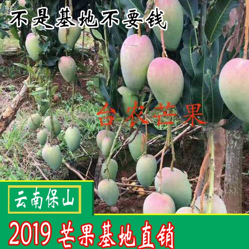 吃青芒果的好处？芒果怎么吃？