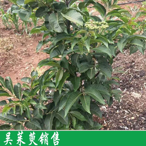 吴茱萸的功效与作用有何?多少钱一斤?繁殖方法有几种?