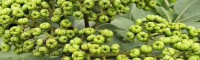 2019吴茱萸繁殖方法