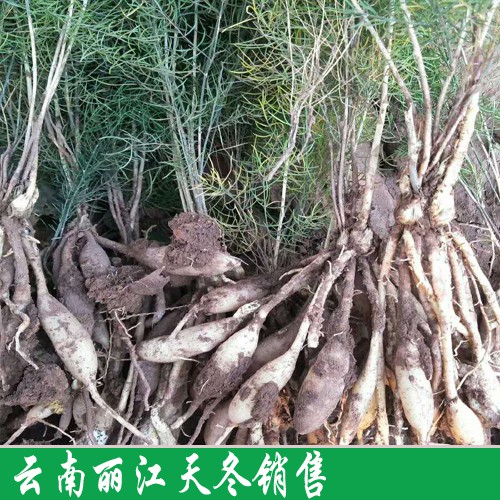 天冬苗_天冬苗图片_天冬苗多少钱一棵