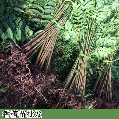 哪里有香椿苗，香椿苗基地，香?椿苗好多钱一棵?