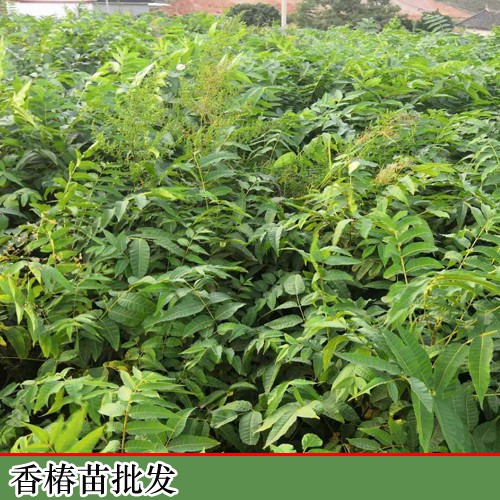 香椿的增产种植及挤压成型工艺关键点