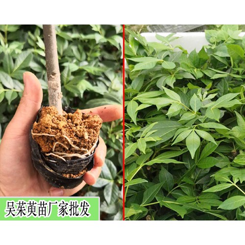 吴茱萸(茶辣)苗_中花吴茱萸苗_联宝中花吴茱萸苗