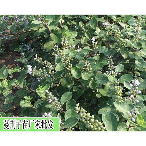 单叶蔓荆子苗3种种植繁育方法(种子直播/枝条扦插/枝条埋栽)
