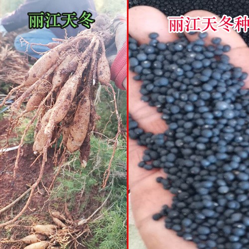 天冬完整种植技术资料.大天冬种苗,种苗批发培育
