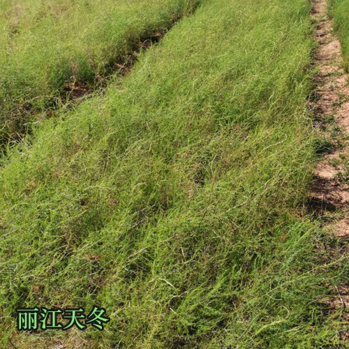 天冬种子,种苗2019种植分析情况,繁育周期怎么样