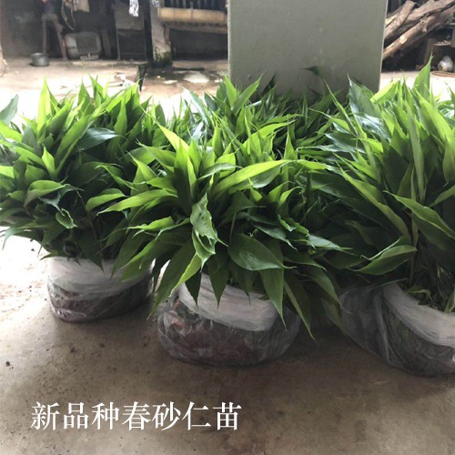 阳春砂仁苗栽种方式
