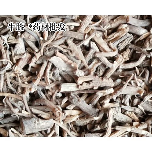 牛膝栽种价格行情|牛膝幼苗
