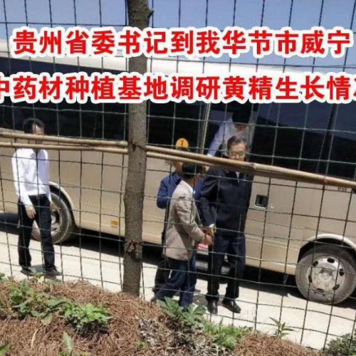 贵州省委书记、贵州省毕节市市长调研黄精生长