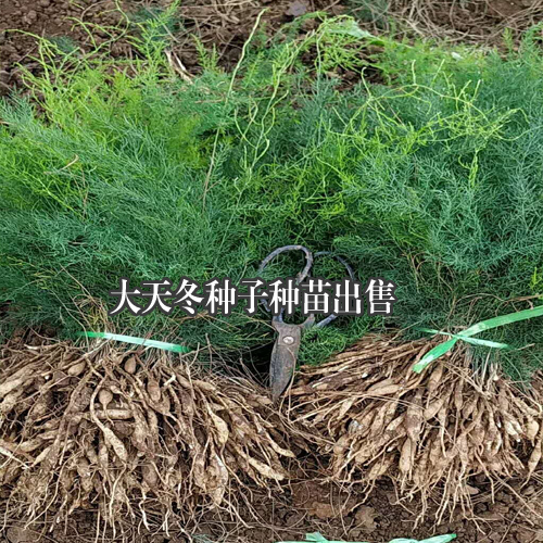 大天冬种子种苗，云南大天冬程海种植基地
