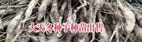 天冬种子多少钱一斤?天冬种子/苗木在哪儿买