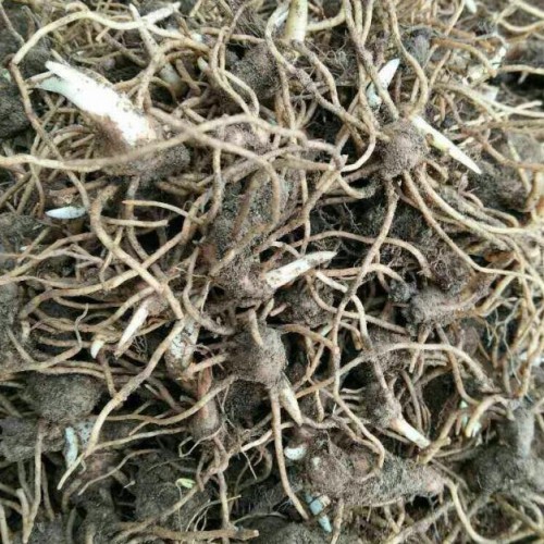 一亩地需要多少重楼种苗?_维西中药材