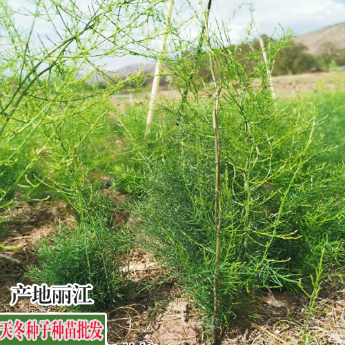 良种天冬苗售卖_天冬苗照片_云南省大天冬栽种产业基地