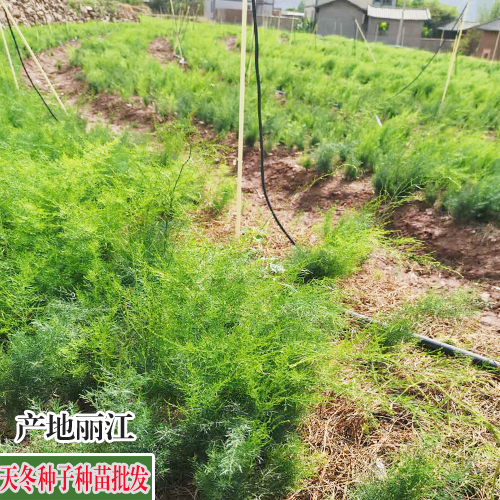 天冬价钱 河北保定市安国市天冬药材价格钱