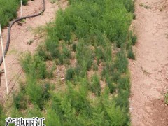 天冬价钱_广西钦州市灵山县 1.1元/颗