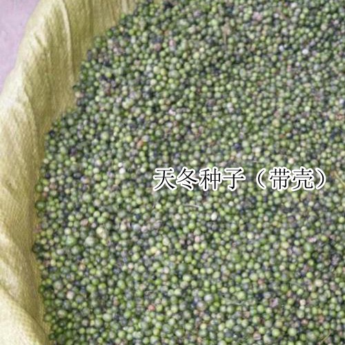 云南丽江天冬苗_天冬苗回收联系方式