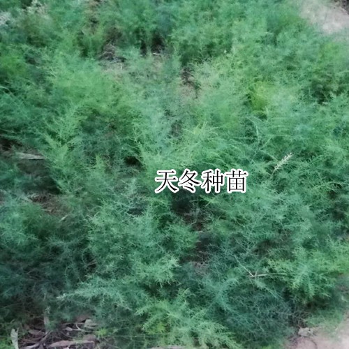 哪里有天冬苗_云南丽江天冬苗_天冬苗售卖