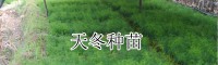 纤插繁育天冬,天冬种苗繁育