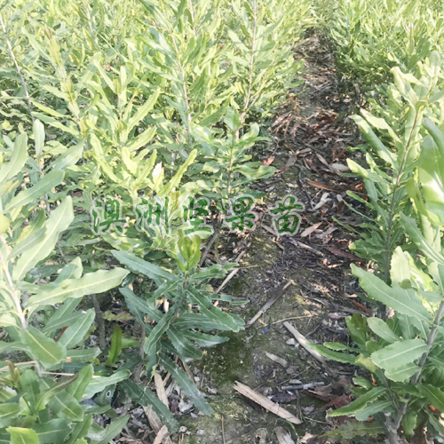 澳洲坚果又叫夏威夷果_种苗哪里有卖_夏威夷果该如何栽种
