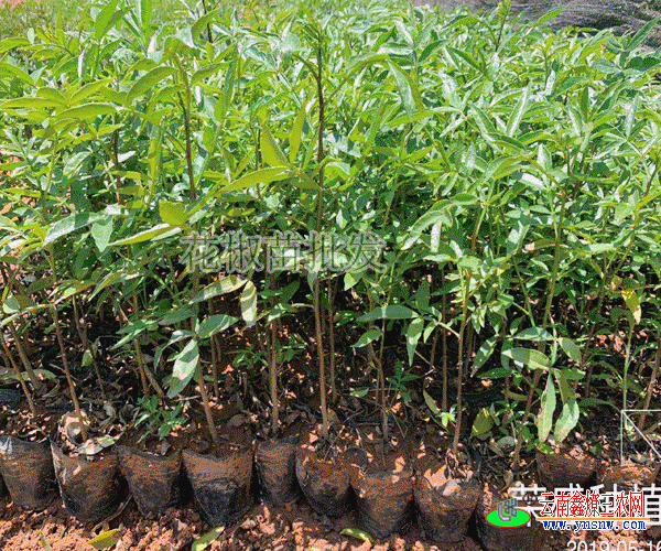 九叶青花椒苗