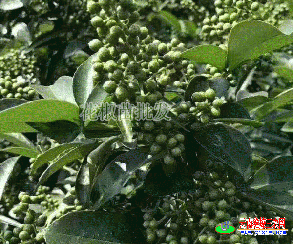 花椒二维码