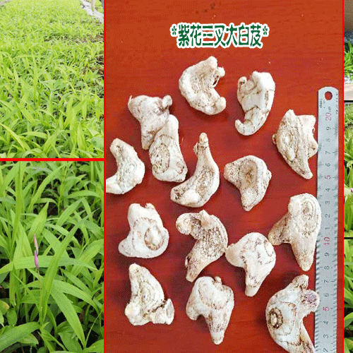 云南白芨价格|云南广西贵州四川白芨种植#白芨中药材市场前景