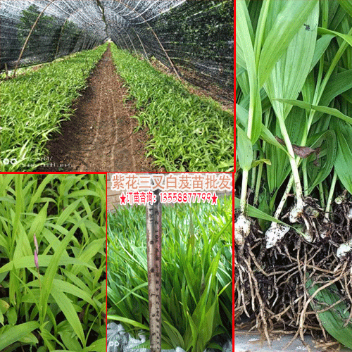 云南三叉白芨|云南小白芨|云南白芨批发价格表