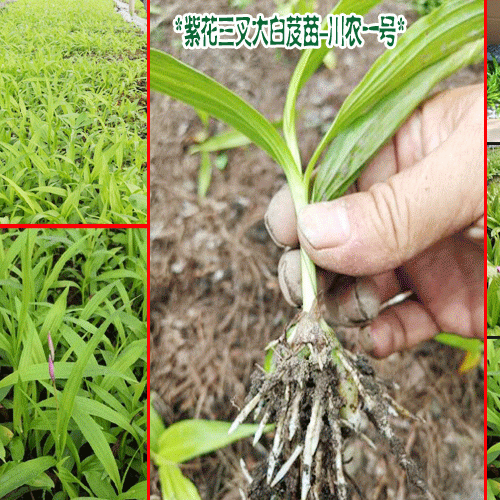 昭通本地白芨苗基地@白芨苗昭通价格@鲁甸白芨苗