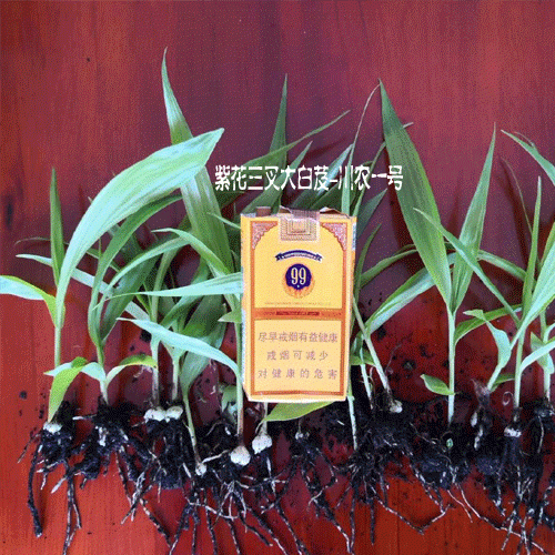 云南白芨种苗报价中心+中国白芨示范育苗点