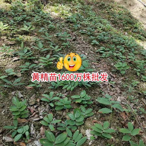 黄精多少钱一吨？黄精中药材种植厂家