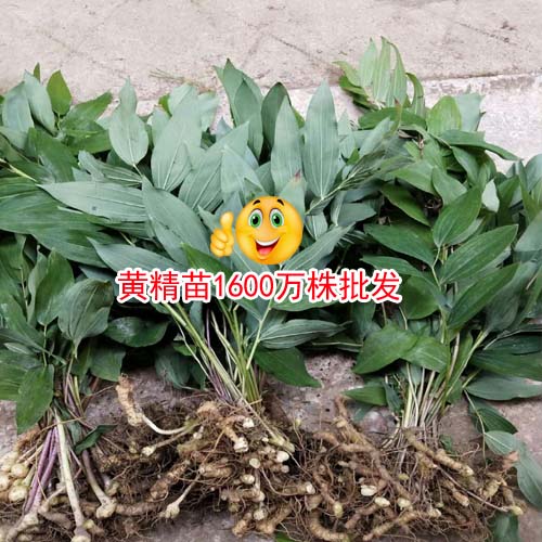 2018-2019黄精市场走势走势分析,2021黄精人工种植