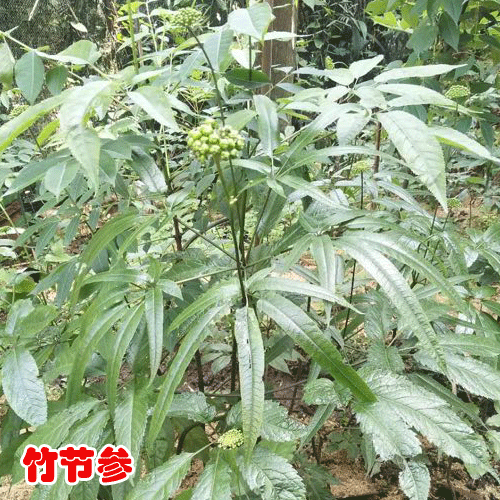 2019竹节参种苗价格_云南竹节参