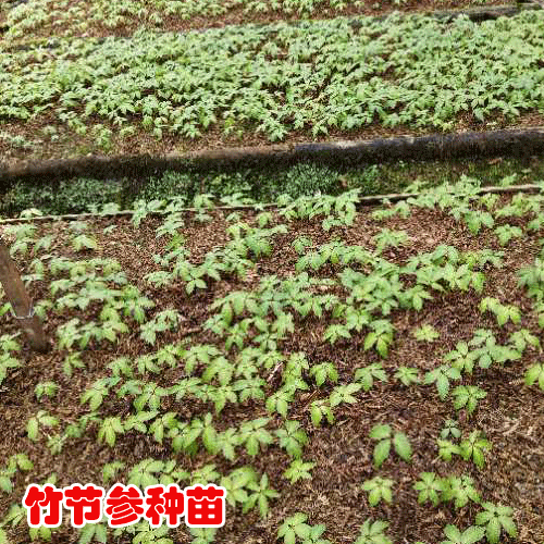 （竹节参）种苗