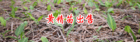 云南省黄精每斤要多少钱，云南省黄精育苗技术