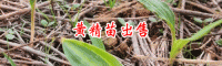 文山市毅霖生物科技开发有限公司