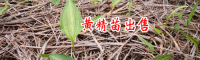黄精种植技术-红花滇黄精苗500万株