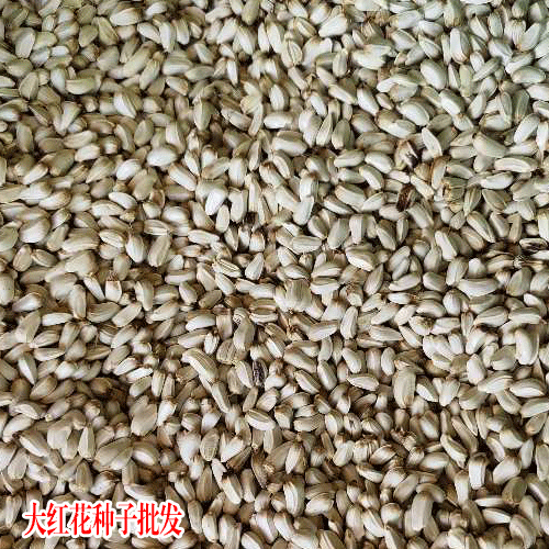 【红花种植技术】挑选.翻耕.栽种管理方法