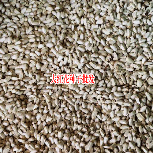 哪有红花种子，买药材种子(附图)