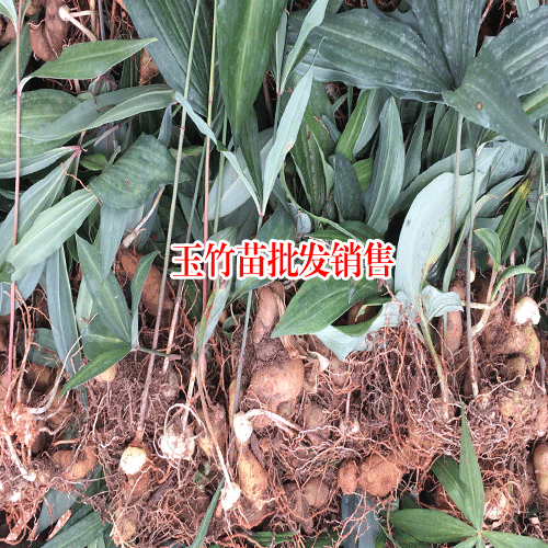 玉竹苗,玉竹怎样地下茎繁育